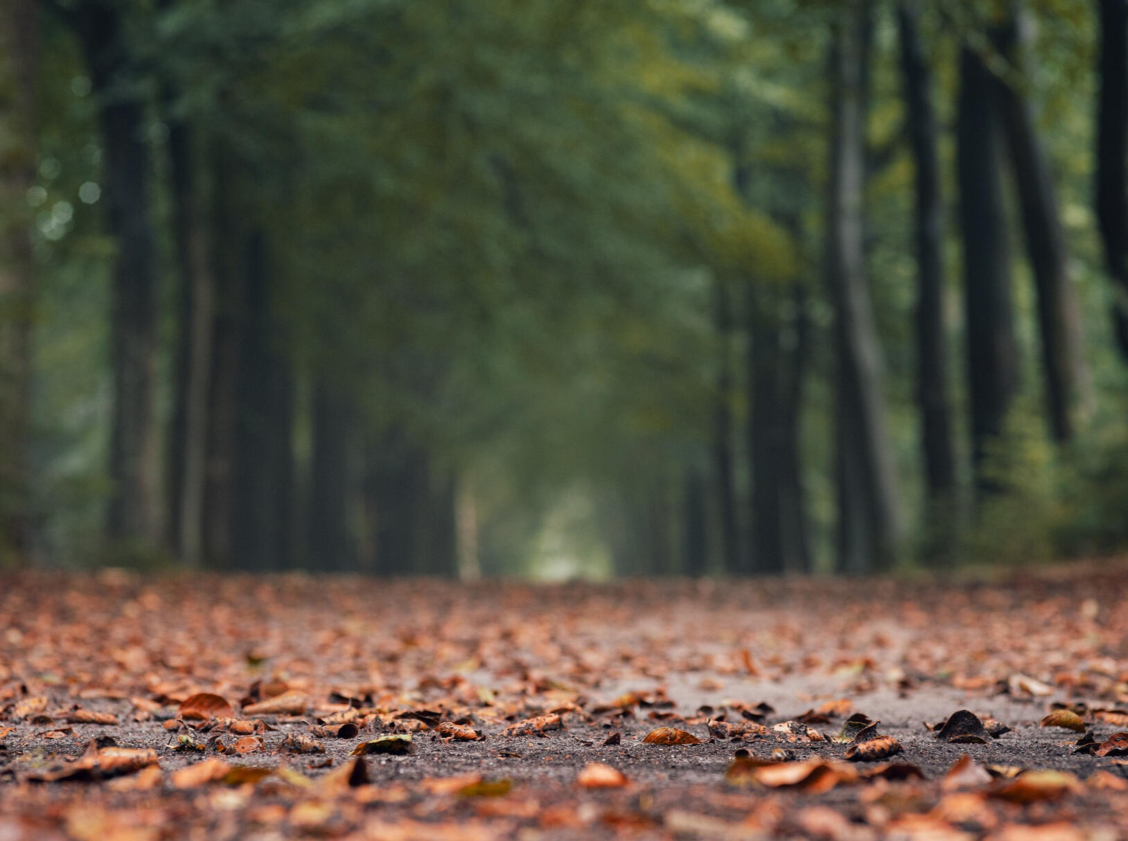 roonznl-autumn-5511935_1920 photo by roonznl at pixabay.com