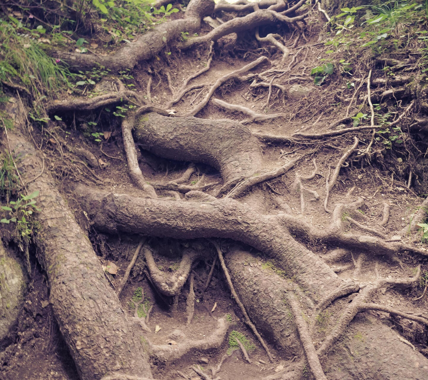 muzamiliqbal-roots-3609149_1920 photo by muzamiliqbal at pixabay.com