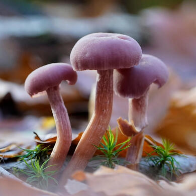 jhenning-mushrooms-8423967_1920 photo by jhenning at pixabay.com