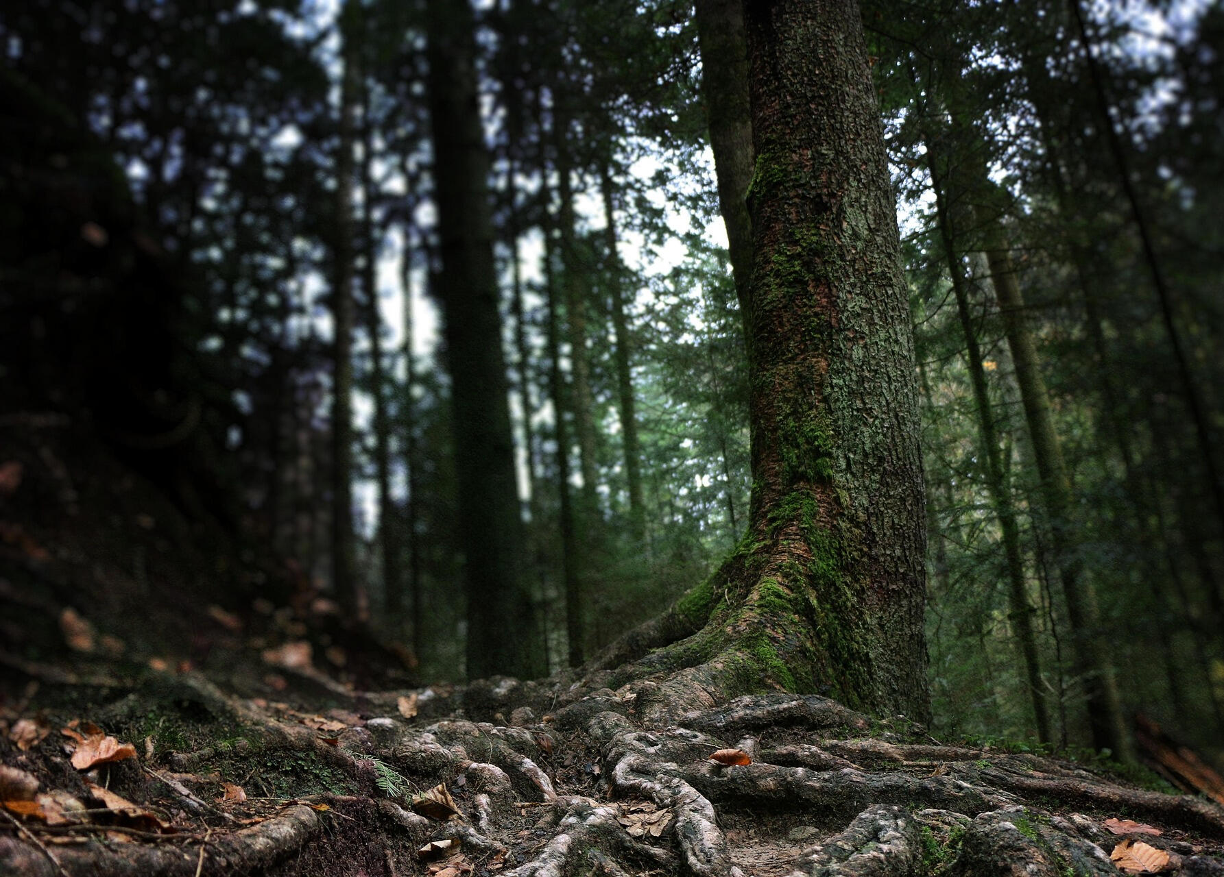 zufriedenunterwegs-forest-2515699_1920 photo by zufriedenunterwegs at pixabay.com