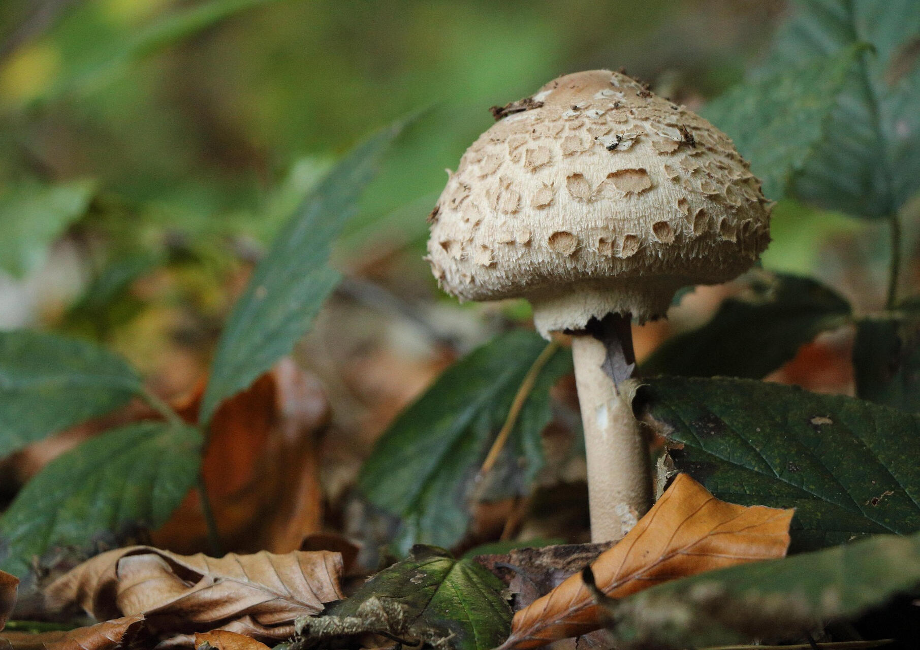 zufriedenunterwegs-forest-2516103_1920 Photo by ZufriedenUnterwegs at pixabay.com