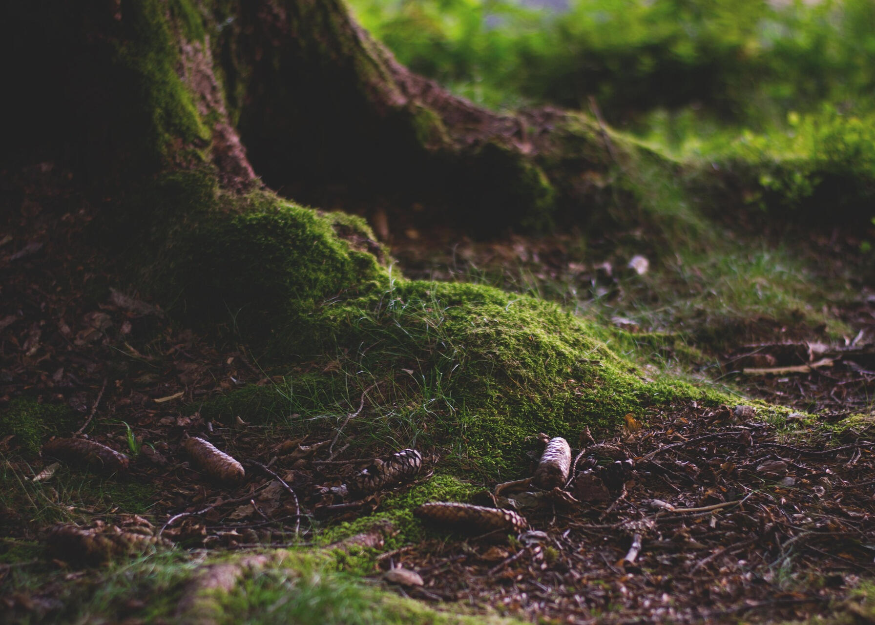 lum3n-forest-1598108_1920 photo by lum3n at pixabay.com