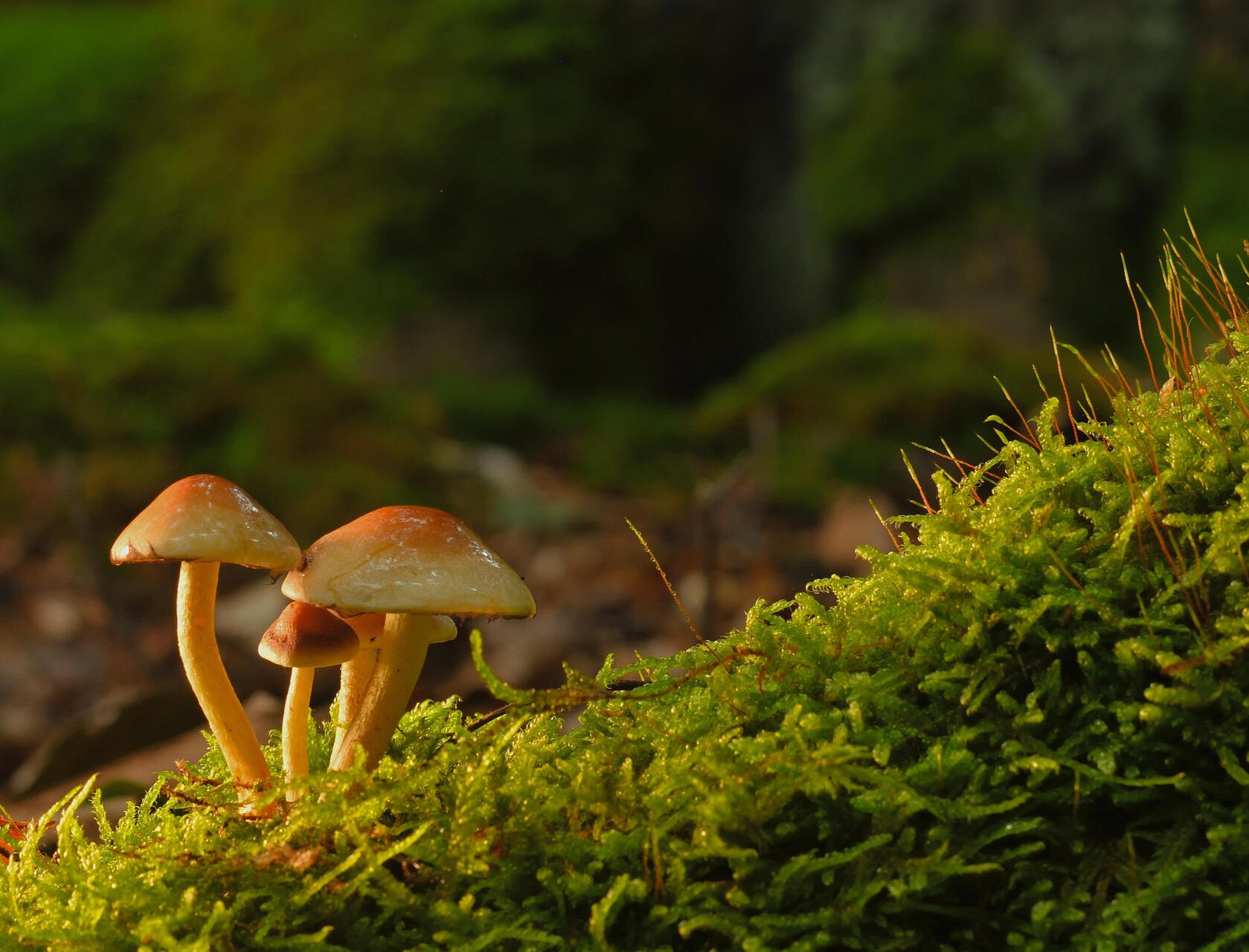 jggrz-mushrooms-8575782_1920 photo by jggrz at pixabay.com